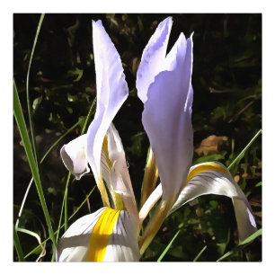 Impression Photo La peinture Fleur sauvage algérienne Iris Hyperréa