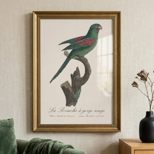 Impression Photo La Perruche à gorge rouge 