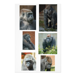 Impression Photo La troupe de Gorilla