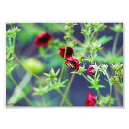 Impression Photo L'abeille à la fleur rouge