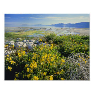 Impression Photo LAC OURS, UT, États-Unis, fleur de singe & tumblew