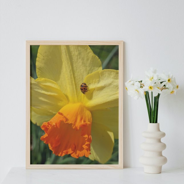 Impression Photo Ladybug sur la jonquille jaune Floral (In Situ Framed)