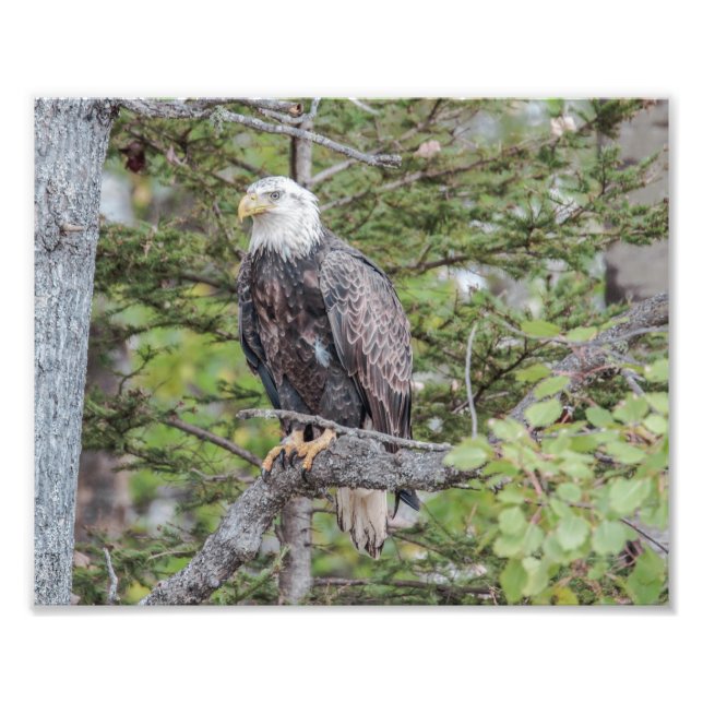 Impression Photo L'aigle à tête blanche américain assis dans un arb (Devant)