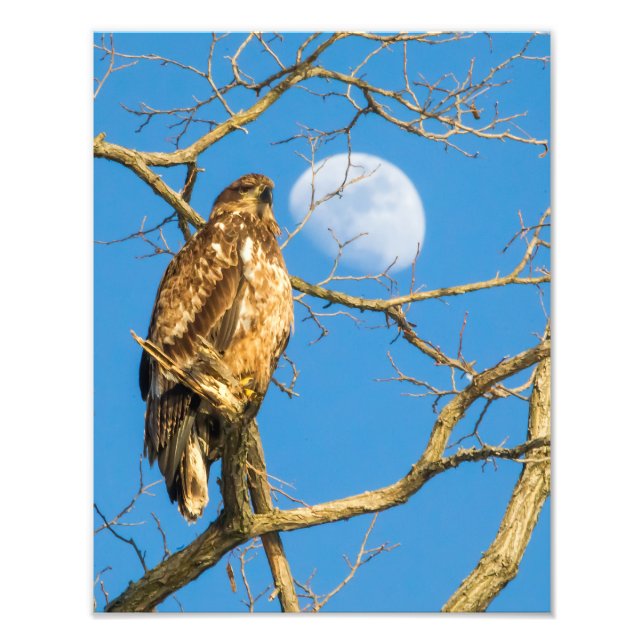 Impression Photo L'aigle à tête blanche juvénile et la lune (Devant)