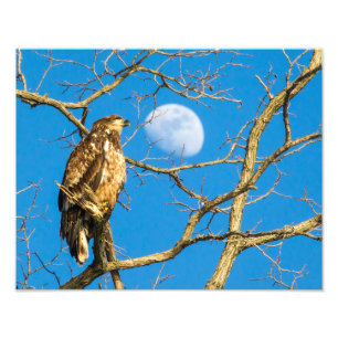 Impression Photo L'aigle à tête blanche juvénile et la lune
