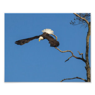 Impression Photo L'aigle prend son envol