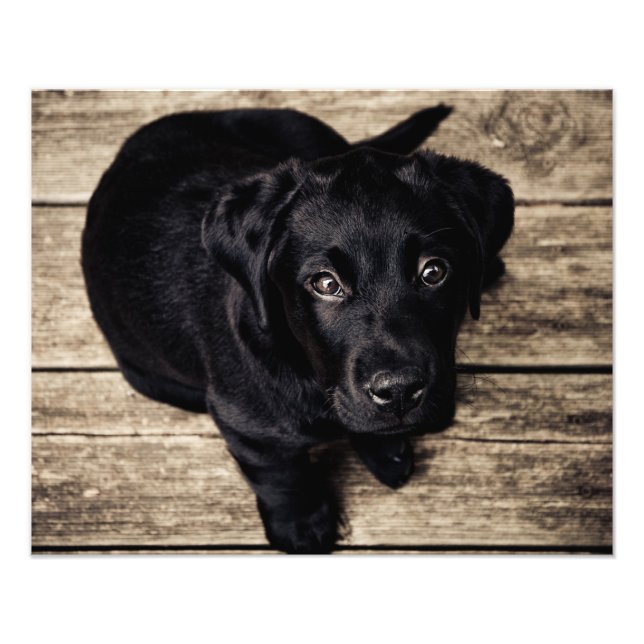 Impression Photo L'amour du chien chiot (Devant)