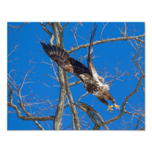 Impression Photo Lancement de l'aigle à tête blanche juvénile
