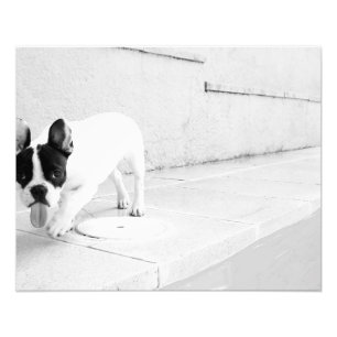 Impression Photo Langue de bouledogue français