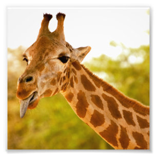 Impression Photo Langue de girafe