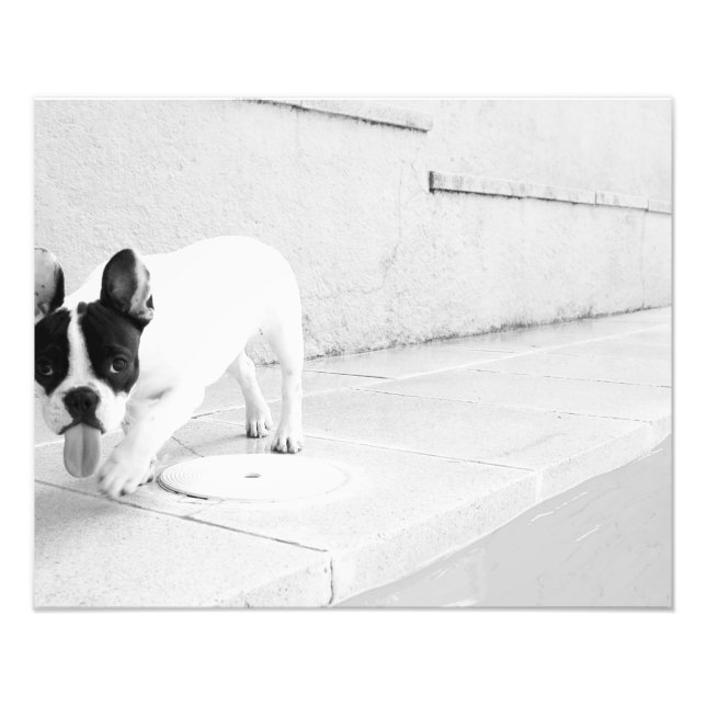 Impression Photo langue de taureau française (Devant)