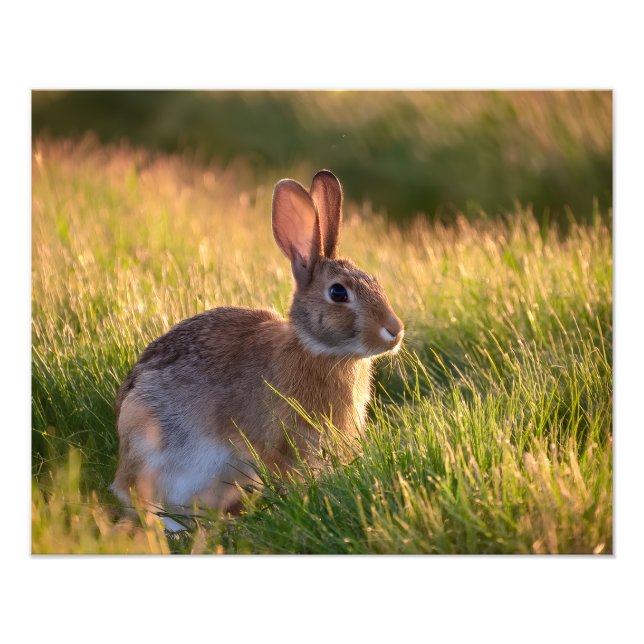 Impression Photo Lapin (Devant)