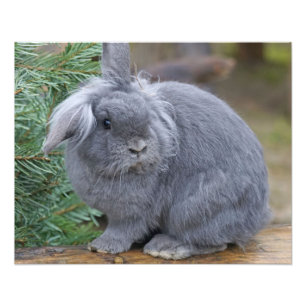 Impression Photo Lapin