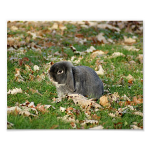 Impression Photo Lapin 10 x de la Hollande Lop épreuve