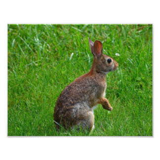 Impression Photo Lapin à queue blanche de l'Est