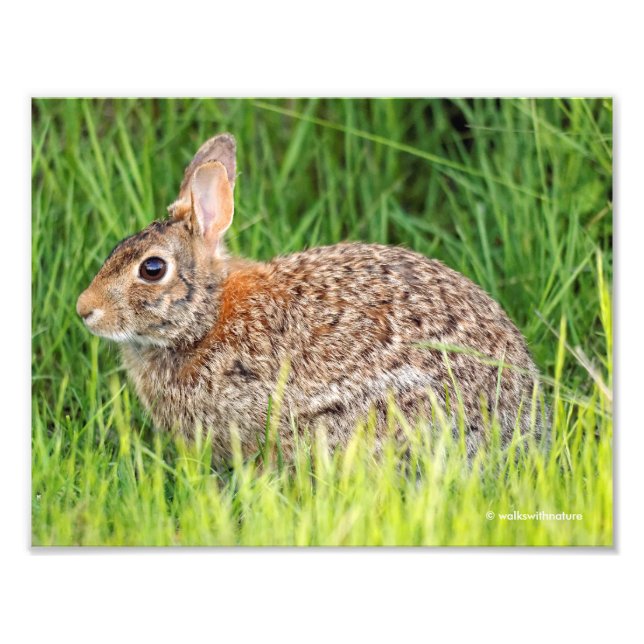 Impression Photo Lapin de coton oriental dans l'herbe longue (Devant)