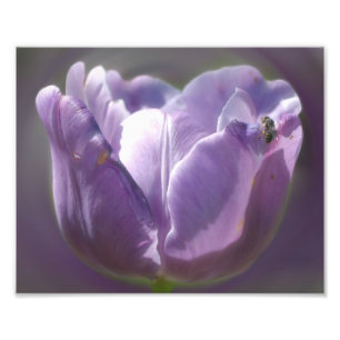 Impression Photo Lavande Tulipe Avec Petite Abeille 8x10