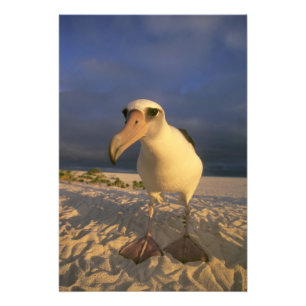 Impression Photo Laysan Albatross, Diomedea immutabilis),