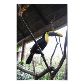 Impression Photo Le billet de Toucan