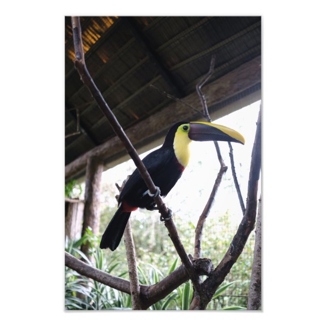 Impression Photo Le billet de Toucan (Devant)