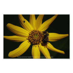 Impression Photo Le Bumble et le Tournesol