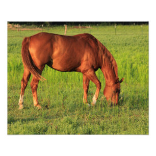 Impression Photo Le Cheval Rouge du Kansas dans un pâturage
