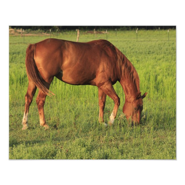Impression Photo Le Cheval Rouge du Kansas dans un pâturage (Devant)