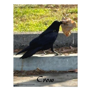 Impression Photo Le Corbeau
