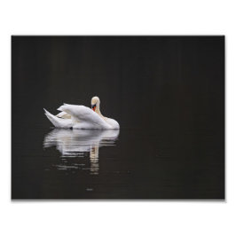 Impression Photo Le cygne au repos