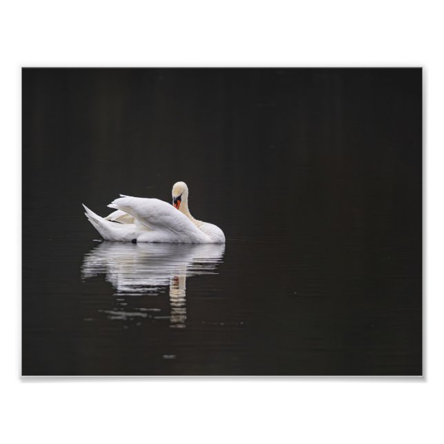 Impression Photo Le cygne au repos (Devant)
