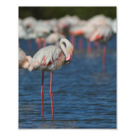 Impression Photo Le flamant rose de Camargue