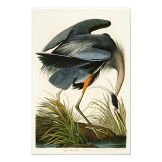 Impression Photo Le Grand Héron Bleu John Audubon Oiseaux d'Amériqu