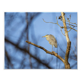 Impression Photo Le héron cendré en hiver