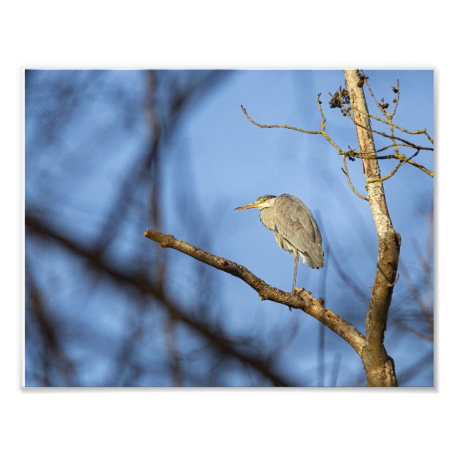 Impression Photo Le héron cendré en hiver (Devant)