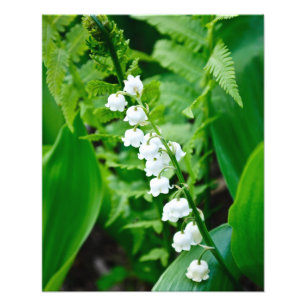 Impression Photo Le muguet