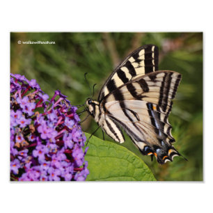 Impression Photo Le papillon Swallowtail sur le papillon Bush