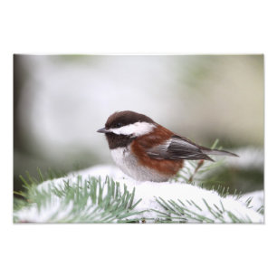 Impression Photo Le poulet dans la neige