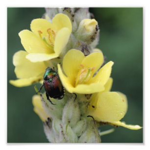Impression Photo Le scarabée Sur La Fleur Mullein Sauvage Fermer 8x