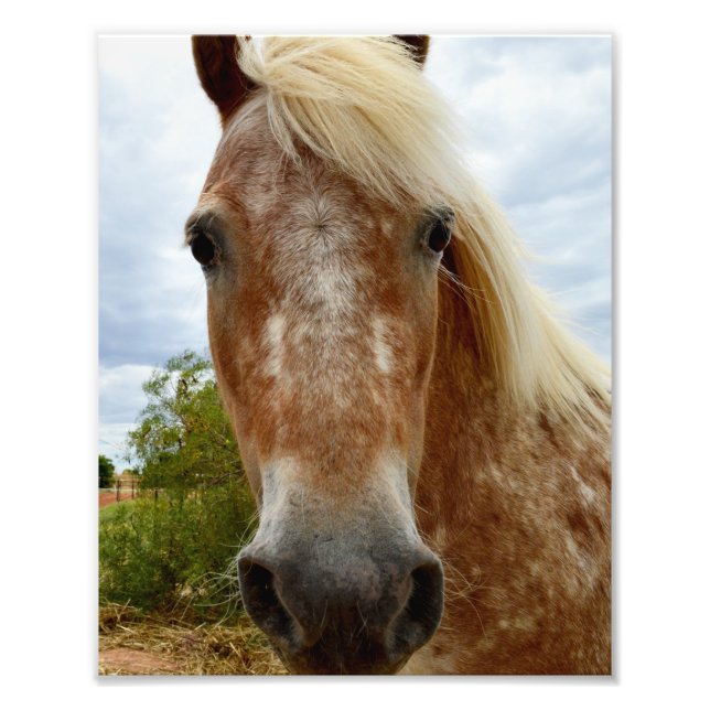 Impression Photo "Le sucre : la grâce de l'Appaloosa" (Devant)