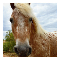 "Le sucre : la grâce de l'Appaloosa"