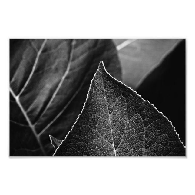 Impression Photo leaves (Devant)