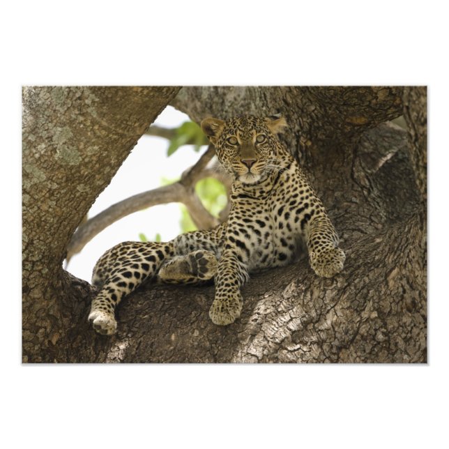Impression Photo Léopard d'Afrique, Panthera pardus (Devant)