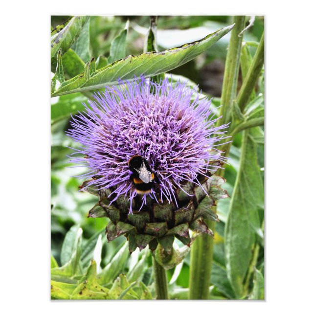 IMPRESSION PHOTO LES ABEILLES (Devant)