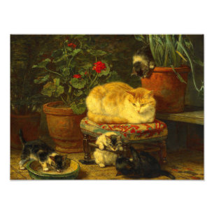 Impression Photo Les chatons en jeu