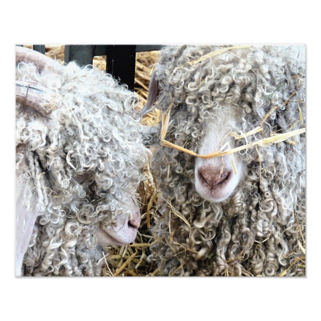 IMPRESSION PHOTO LES CHÈTES FRAÎCHES (Devant)