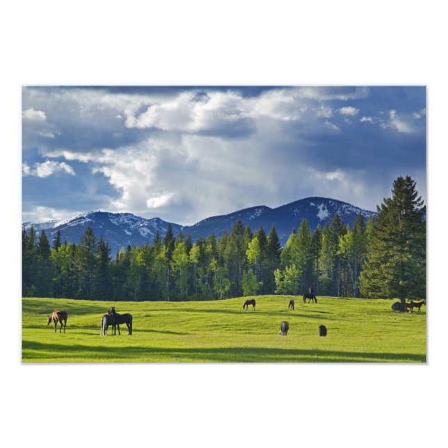 Impression Photo Les chevaux broutent dans les pâturages près du co (Devant)