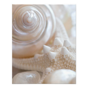 Impression Photo Les coquillages blancs Les étoiles de mer