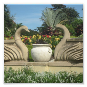Impression Photo Les cygnes gardent Hollis Gardens sur un