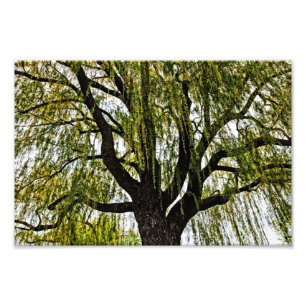 Impression Photo les espoirs de printemps se sont réduits à néan