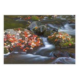 Impression Photo Les feuilles d'érable rouge tapissent les rochers